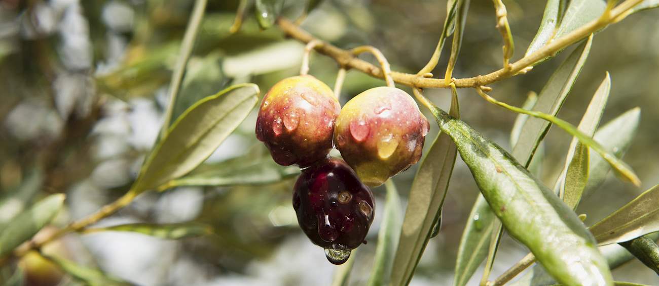 Konservolia Amfissis | Local Olives From Phocis, Greece