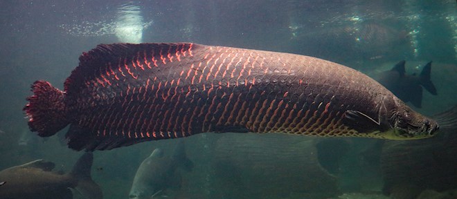 South American Fishes: 7 Fish Types in South America | TasteAtlas