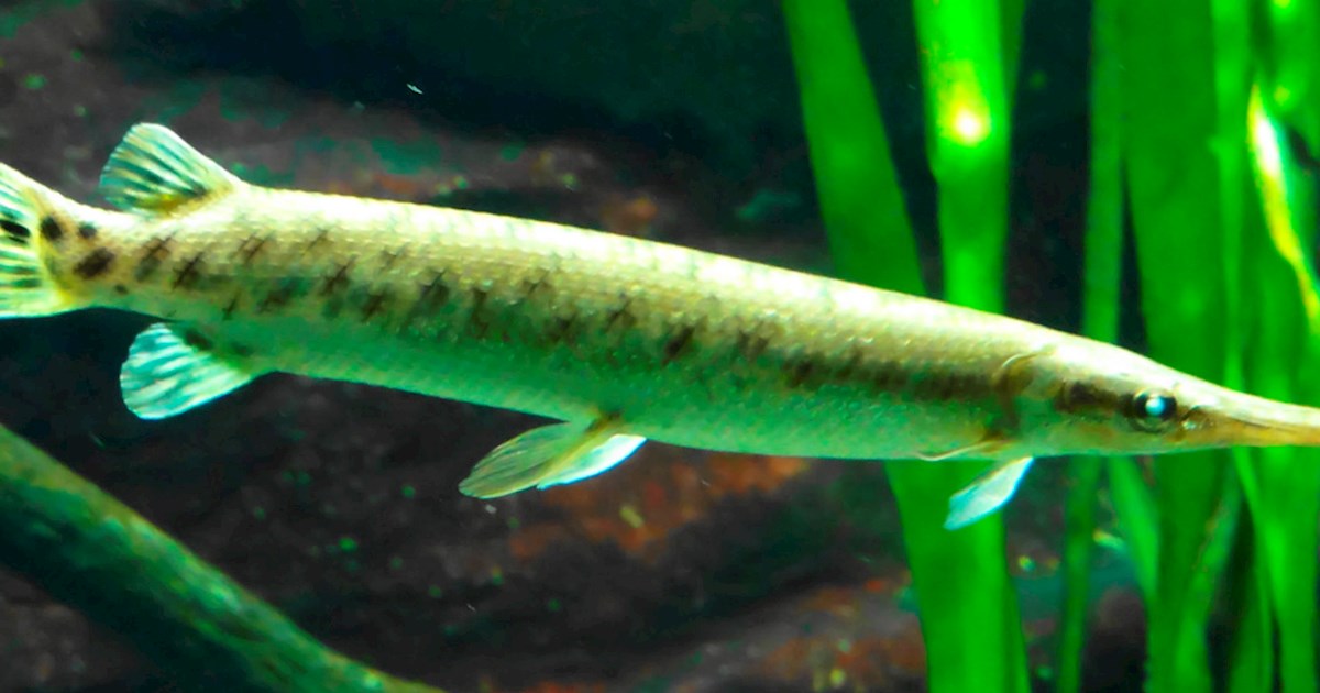 Pajelo Fish Pejelagarto | Local Freshwater Fish From Tabasco, Mexico