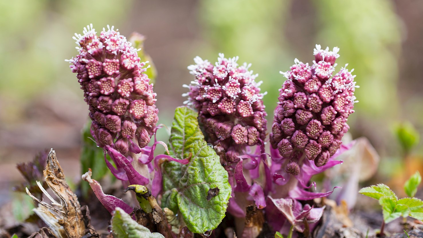 4 Best Plants in Europe - TasteAtlas