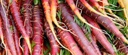 5 Most Popular Western European Root Vegetables TasteAtlas