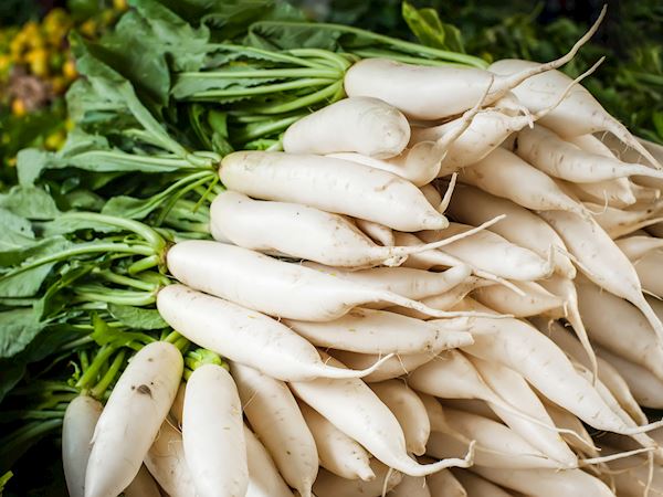 Daikon Radish Local Radish From Southeast Asia