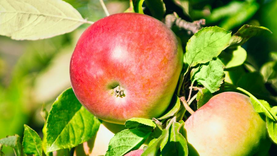 10 Most Popular American Apples TasteAtlas