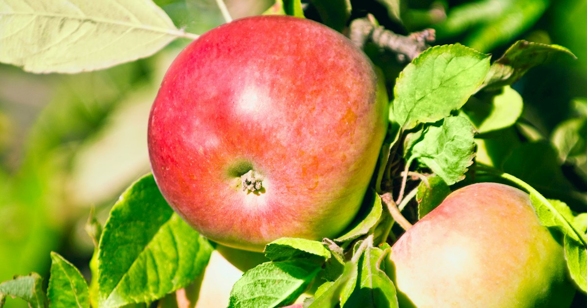 Jonathan Apples Local Apple Variety From New York, United States of