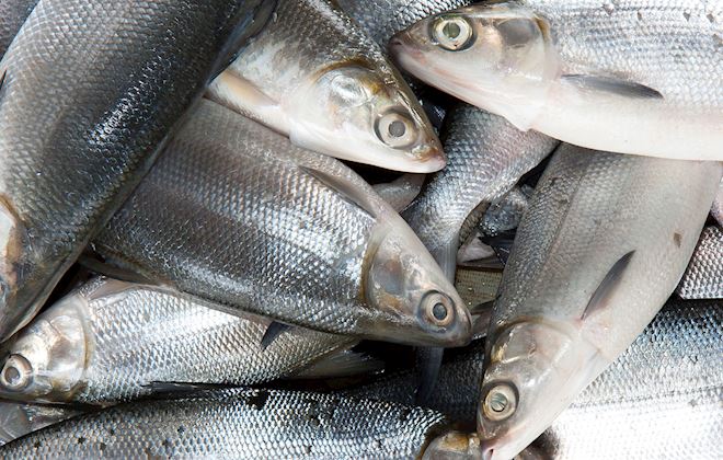 White Fish of the World: 12 White Fish Types | TasteAtlas