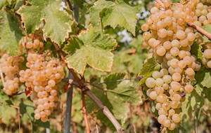 Chasselas