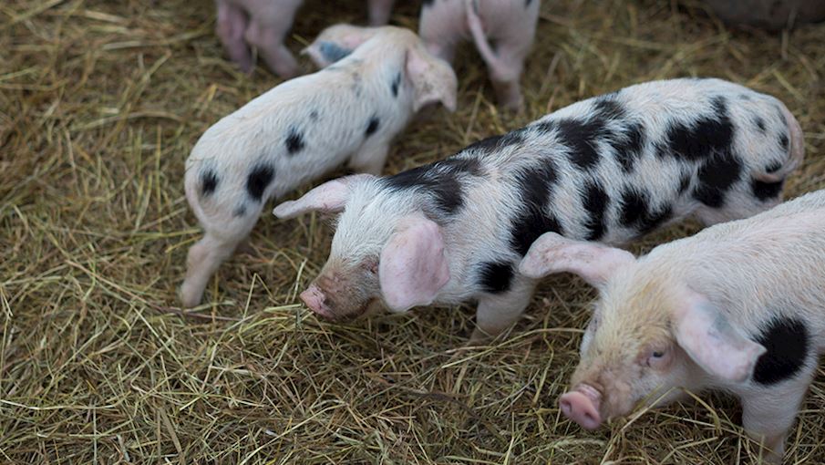 Porc De Normandie Local Pork From Lower Normandy France