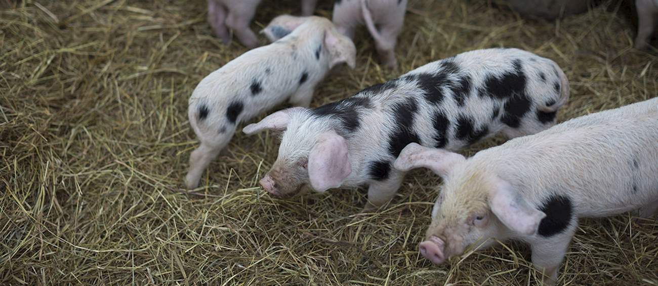 Porc de Normandie Local Pork From Lower Normandy, France