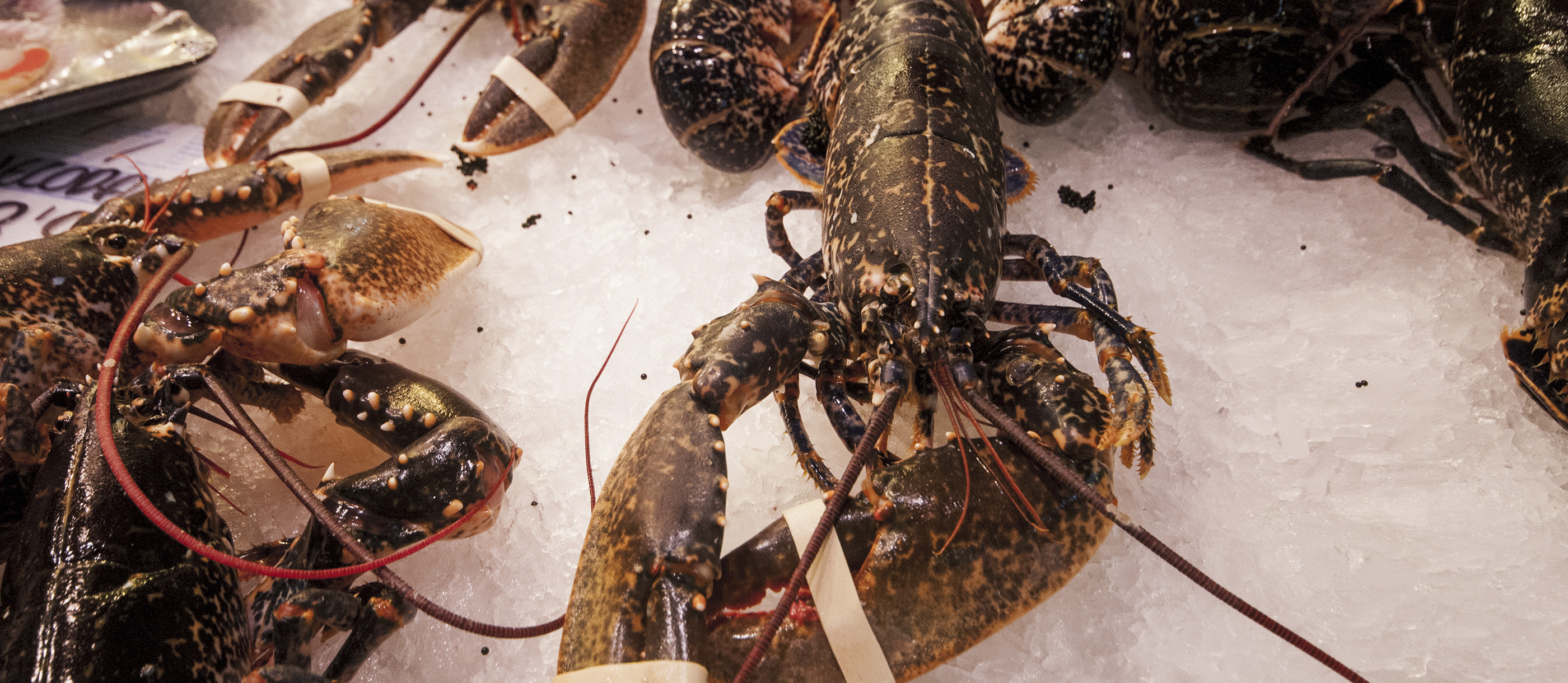 Astakos Local Lobster From Greece