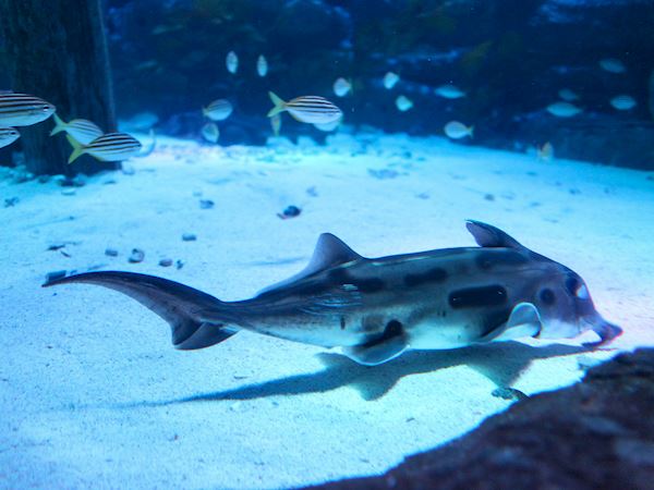 3 Most Popular Asian White Fish - TasteAtlas