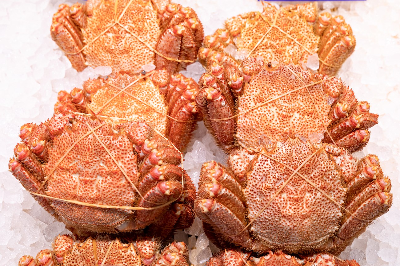 Hokkaido Hairy Crab Local Saltwater Crab From Hokkaido Region, Japan