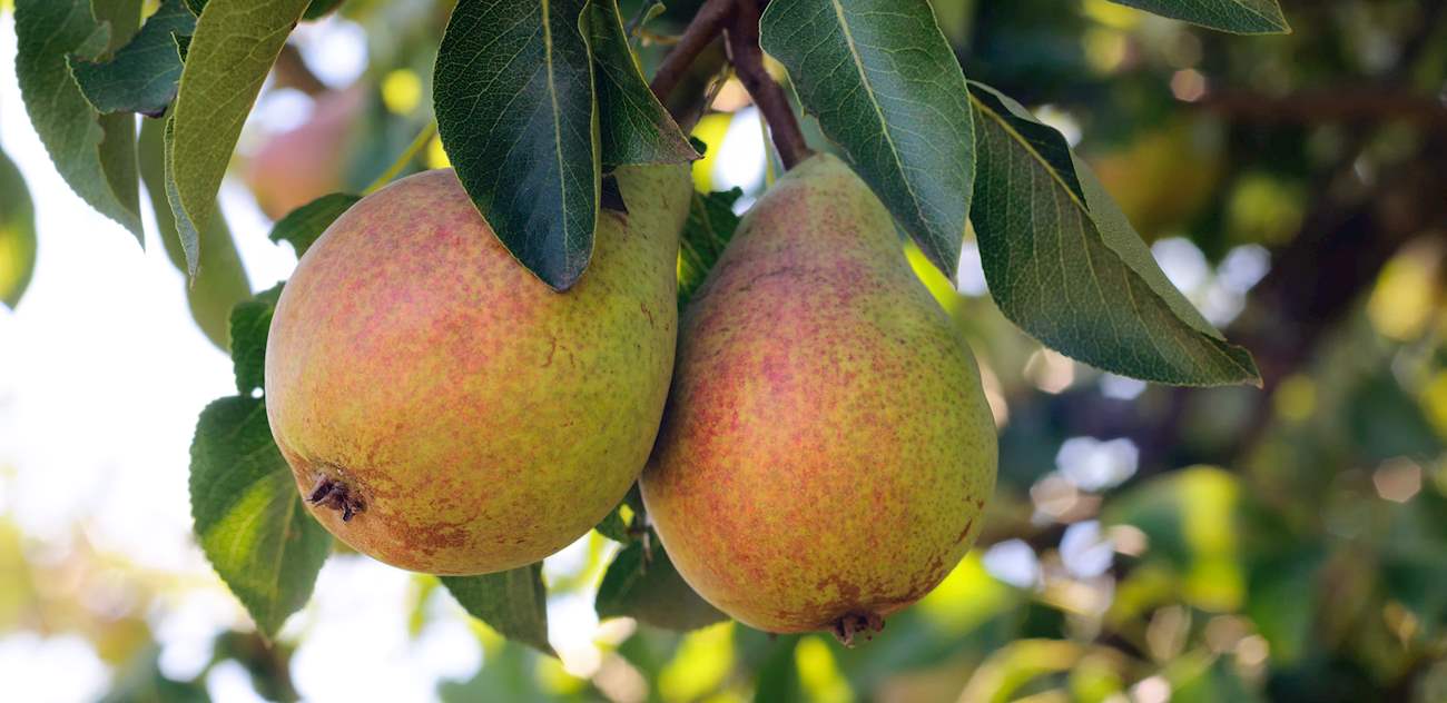 7 Best Pears in France - TasteAtlas