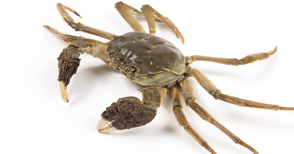 3 Best Freshwater Crabs in the World - TasteAtlas