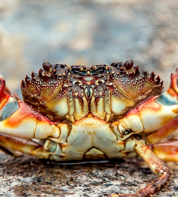 Shellfishes of the World: 83 Shellfish Types, 14 Best Shellfishes ...