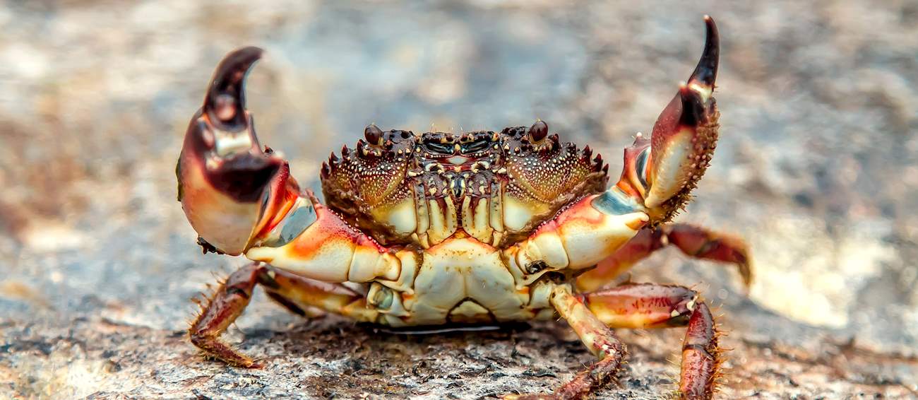 3 Best Saltwater Crabs in the World - TasteAtlas