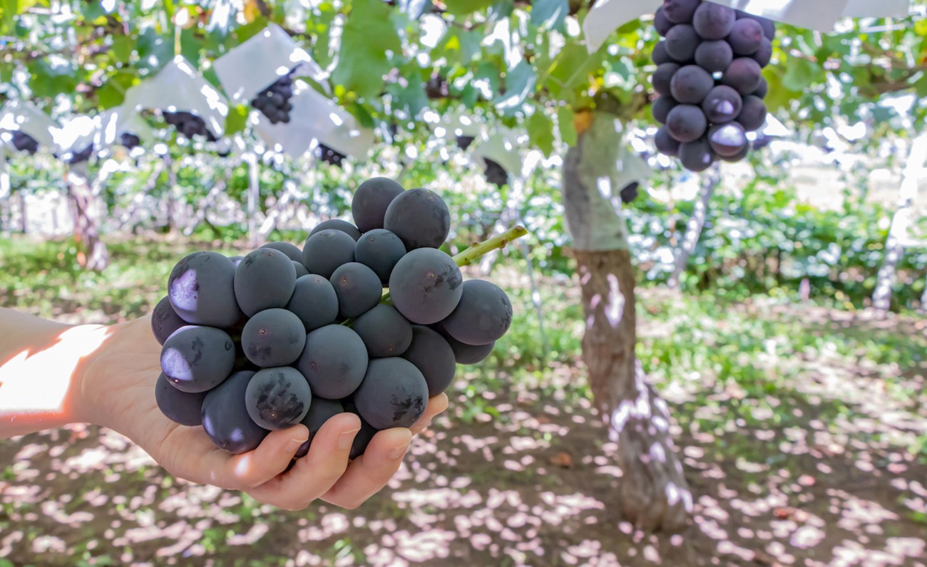 3 Best Grapes in Japan - TasteAtlas