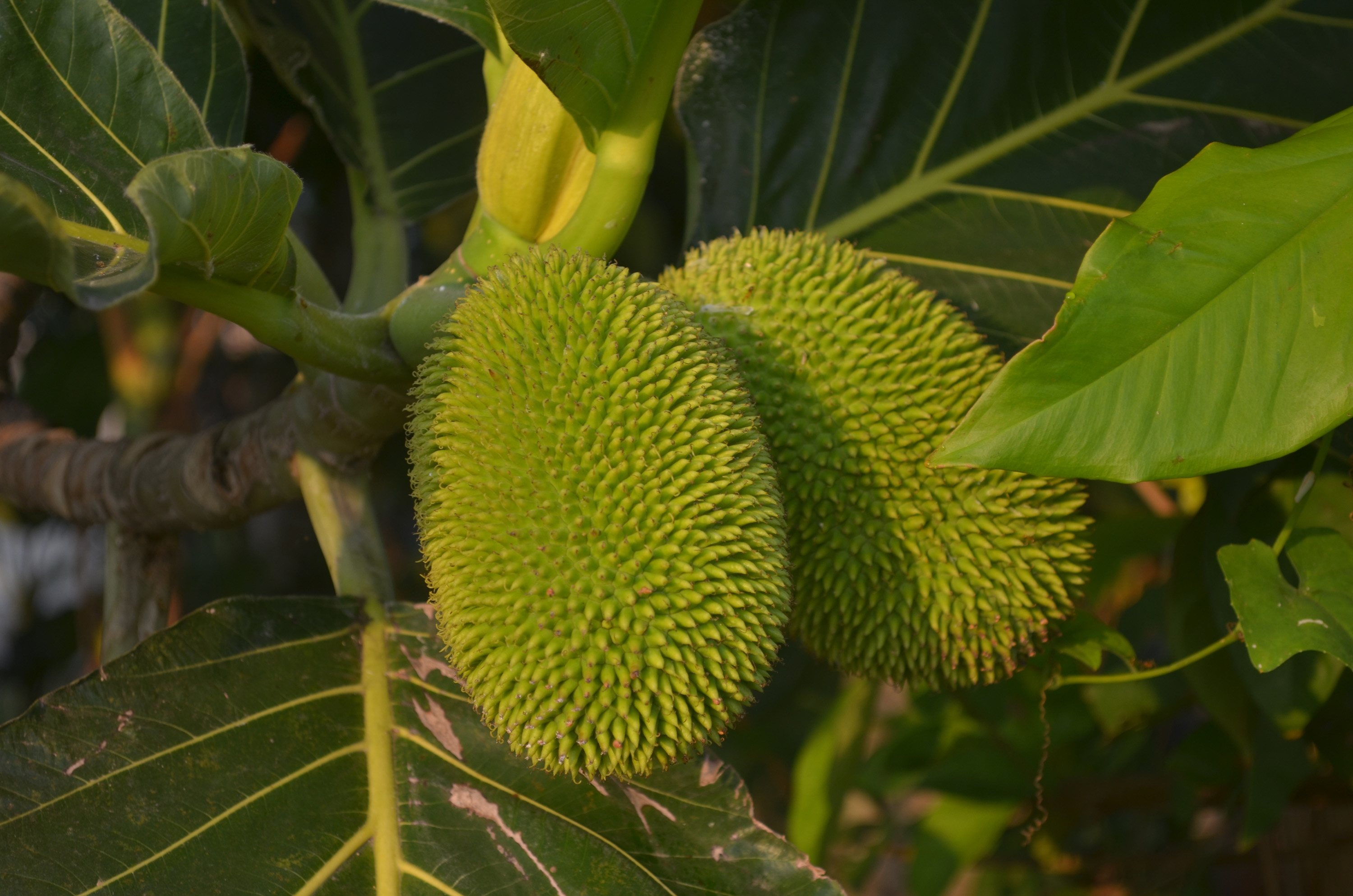 Food Plants Of Papua New Guinea