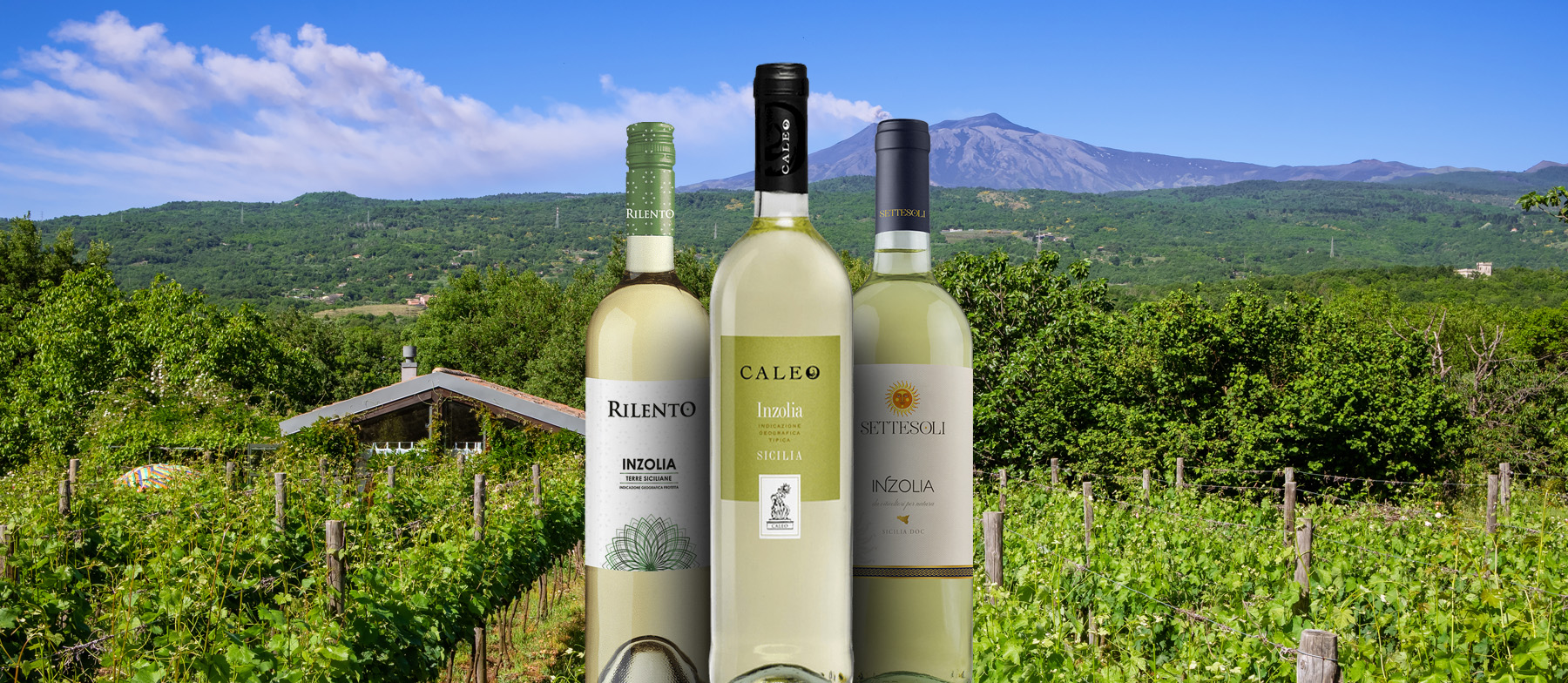 9 Most Popular Sicilian White Wines TasteAtlas