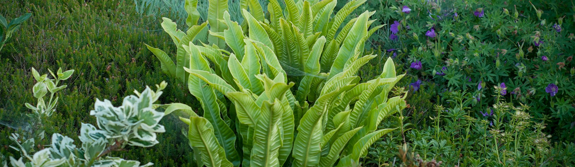 4 Best Plants in Europe - TasteAtlas