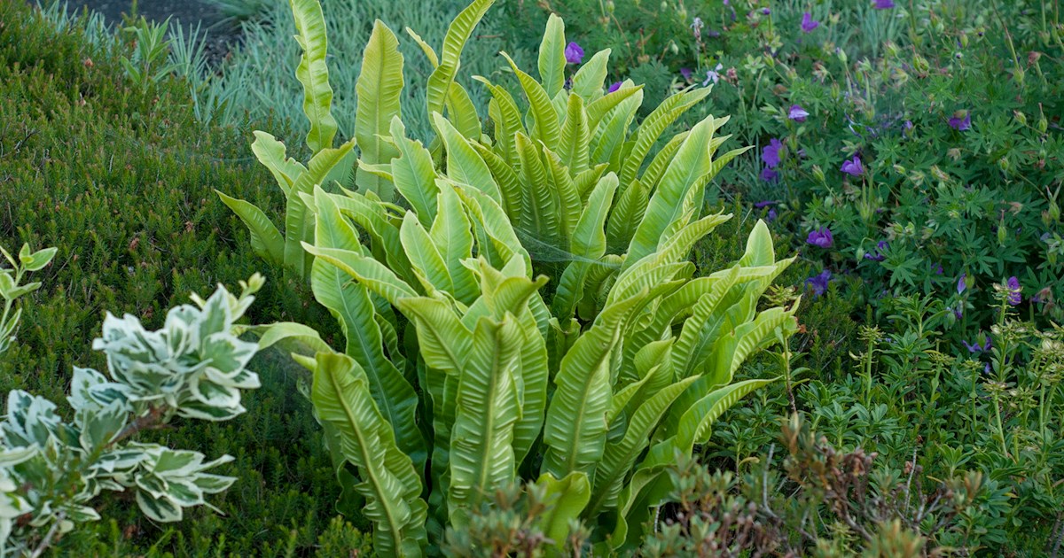 4 Best Plants in Europe - TasteAtlas