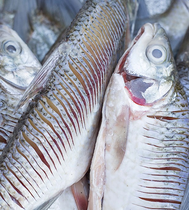 Eat Local in Chocó Department - TasteAtlas