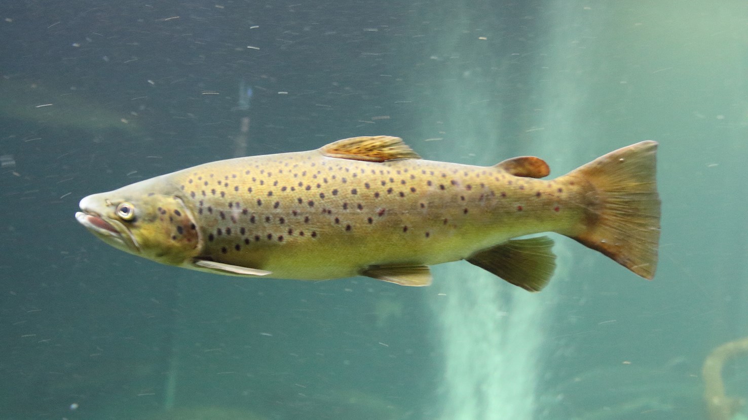 7 Best Fishes in the United Kingdom - TasteAtlas