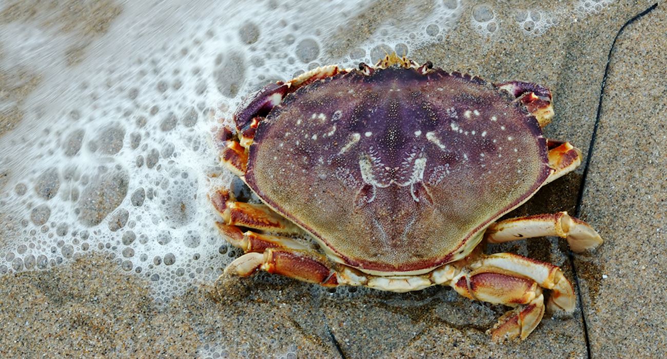 Dungeness Crab Local Saltwater Crab From Washington, United States of