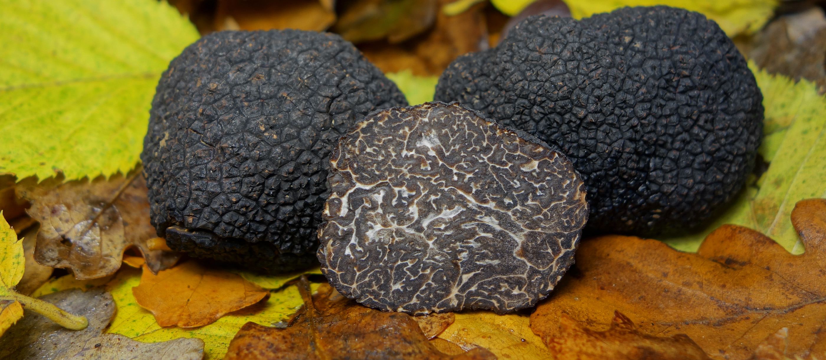 Black P\u00e9rigord Truffle | Local Truffle From Dordogne, France | TasteAtlas