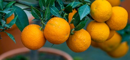 Chinotto fruit
