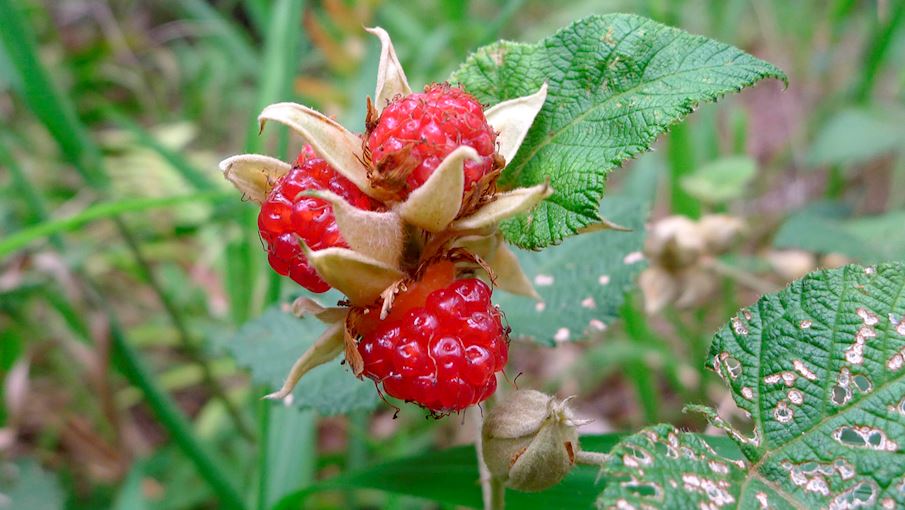 7 Most Popular Australian Fruits (types And Products) TasteAtlas