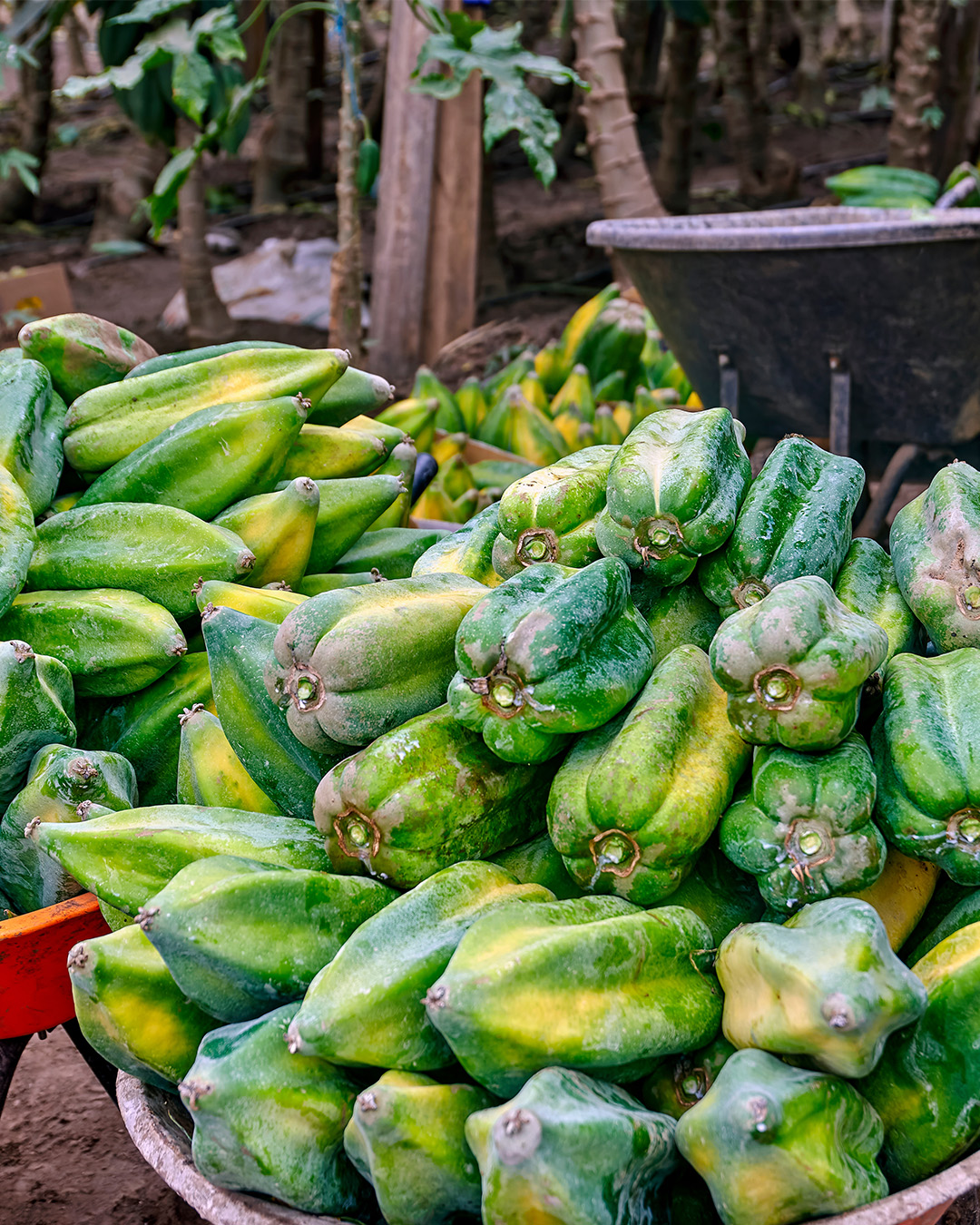 Babaco | Local Tropical Fruit From Ecuador