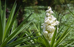 Flor de izote