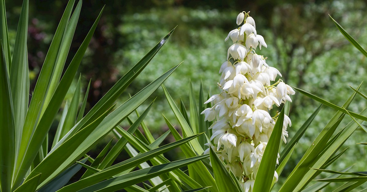 Flor de Izote | Local Flower From El Salvador