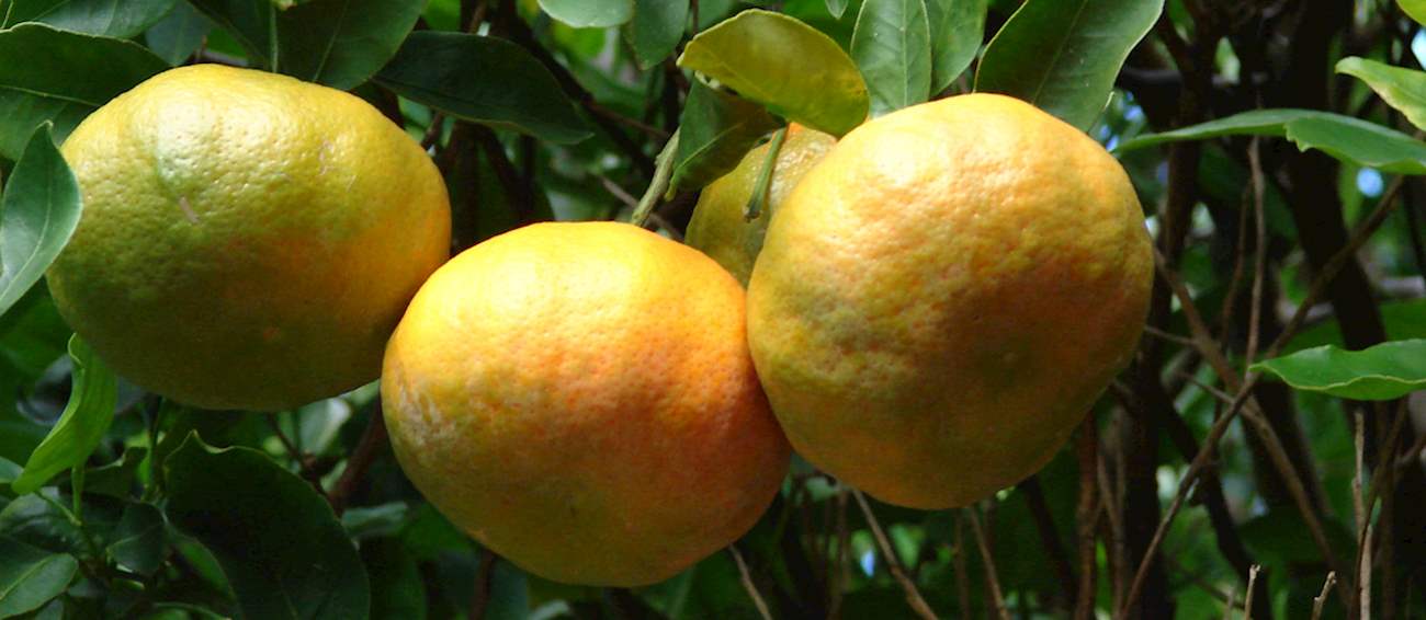 Khasi Mandarin Local Mandarin From Meghalaya, India