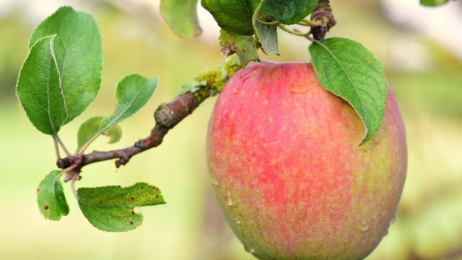 7 Most Popular New York Apples TasteAtlas