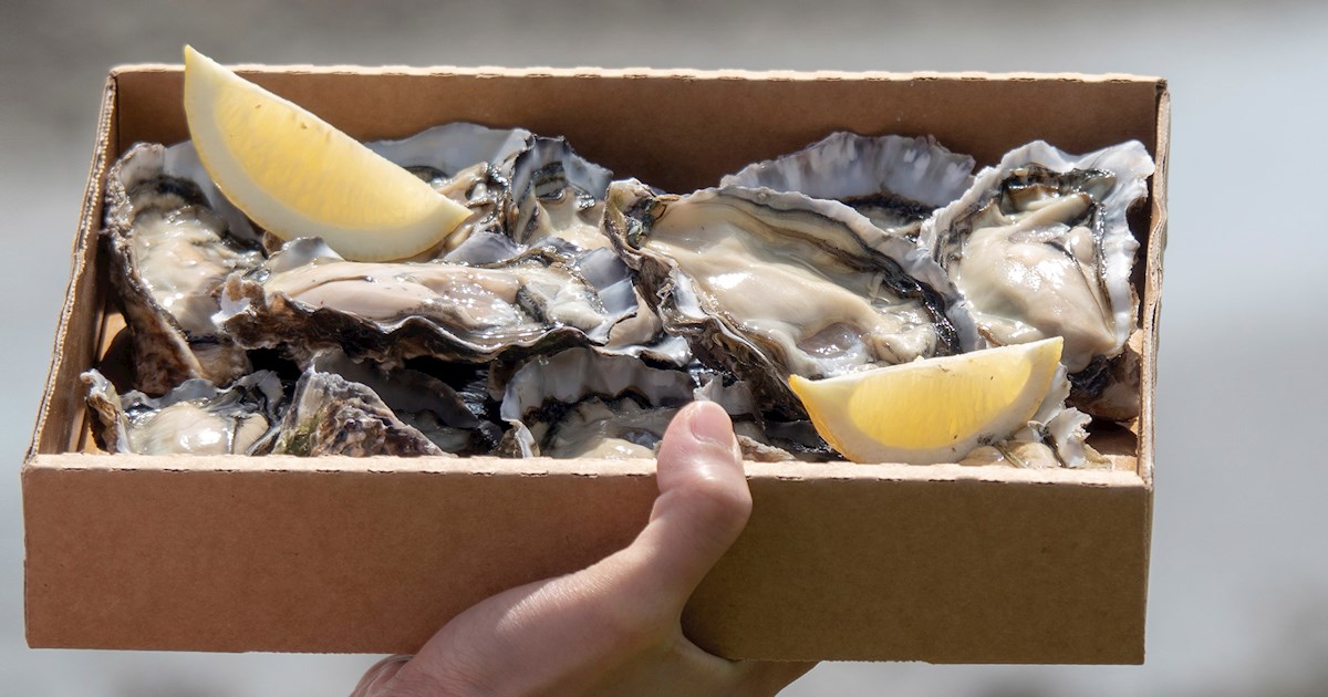 Bluff Oyster Local Oysters From New Zealand