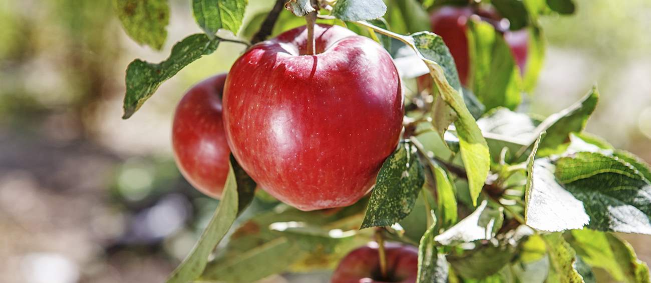 Pacific Rose Local Apple From New Zealand