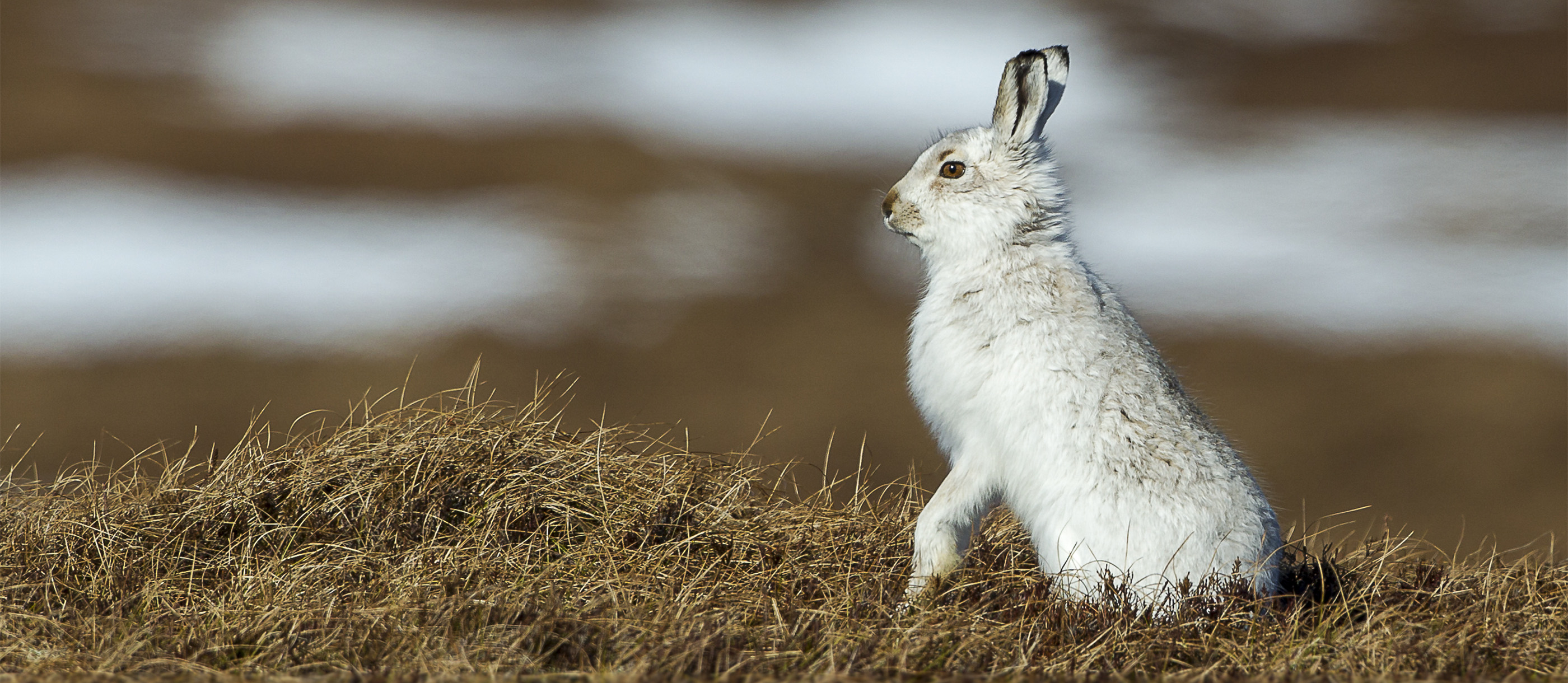 Mountain Hare Local Hare From Highland, Scotland