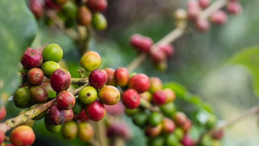 Most Popular Coffee Beans in The World - TasteAtlas