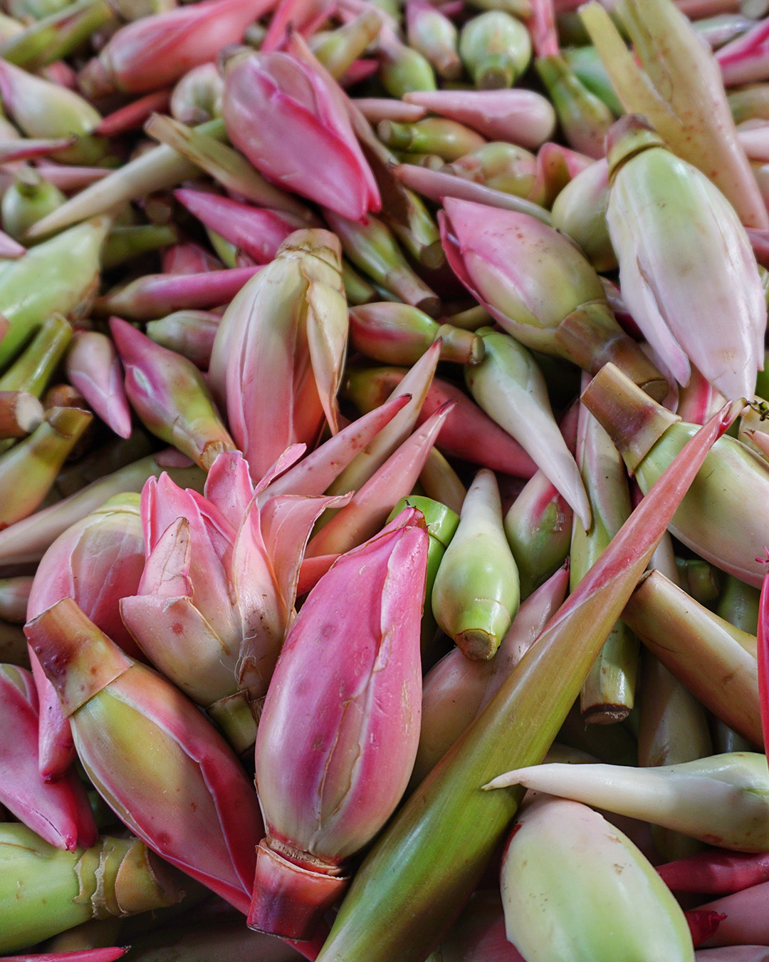 3種類のKecombrang_Bwang-Rawit Kecombrang | Local Flower From Indonesia, Southeast Asia