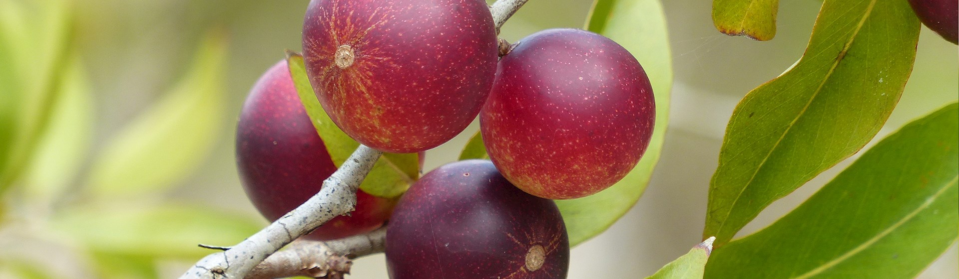 Top 7 Peruvian Fruits - TasteAtlas