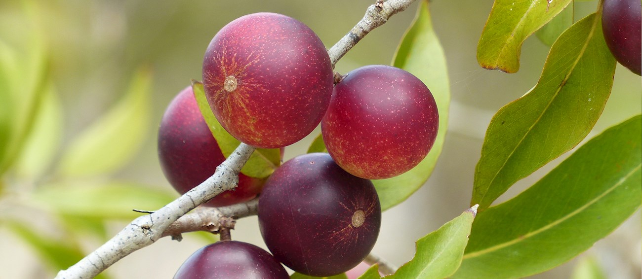 7 Best Fruits in Peru - TasteAtlas