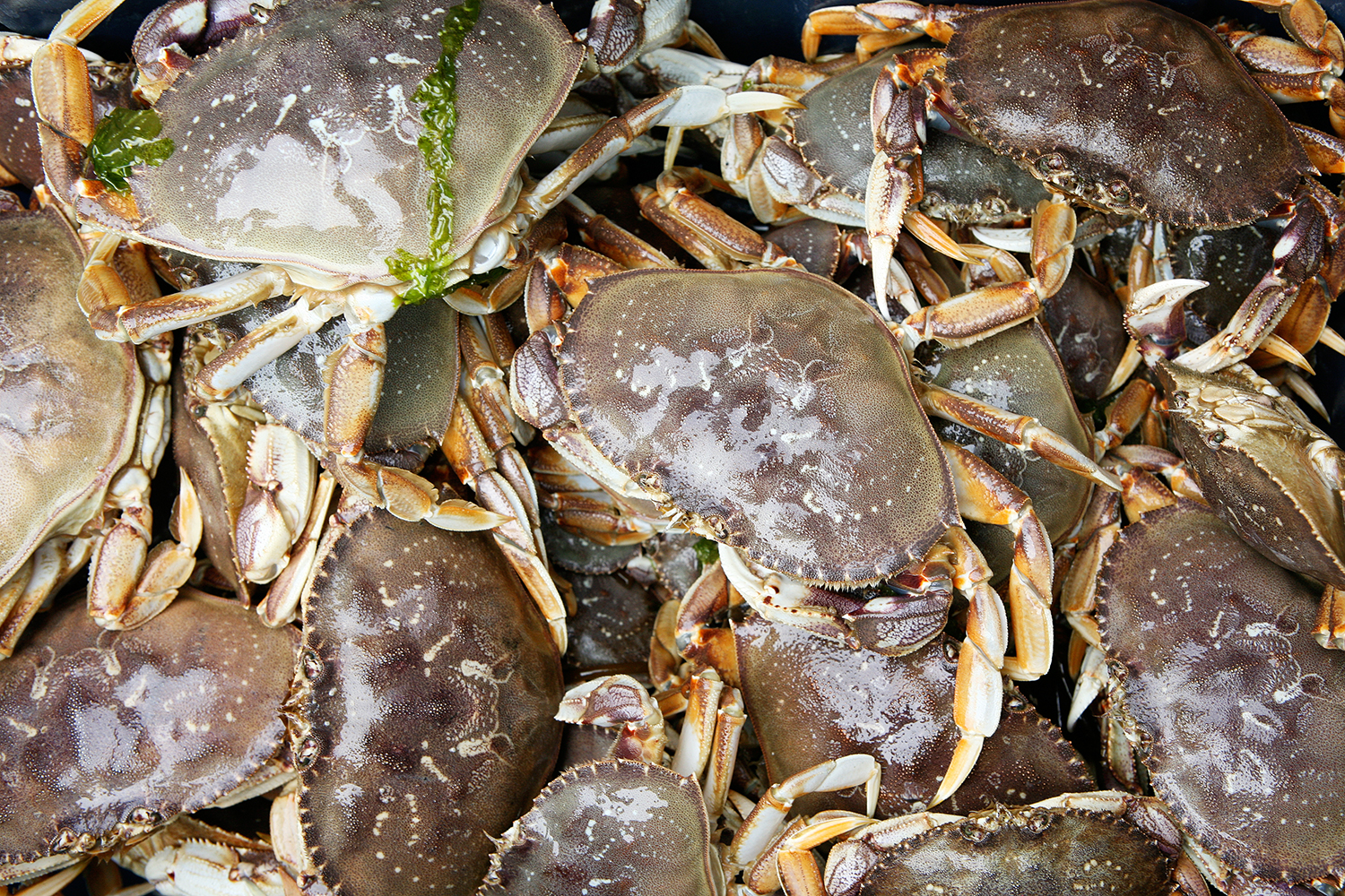 Dungeness Crab Local Saltwater Crab From Washington, United States of