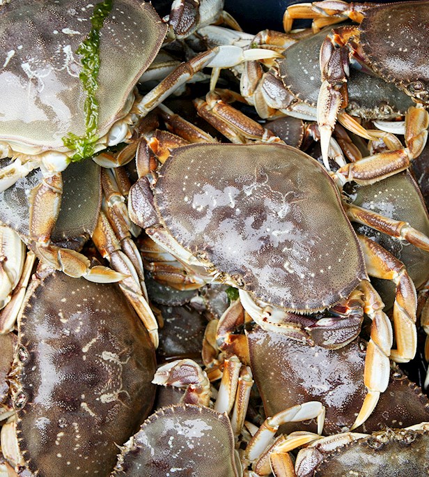Shellfishes of the World: 83 Shellfish Types, 14 Best Shellfishes ...