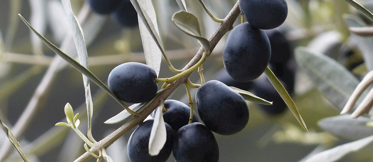 Best Rated Olives in the World TasteAtlas