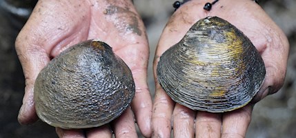 Huitres de paletuviers