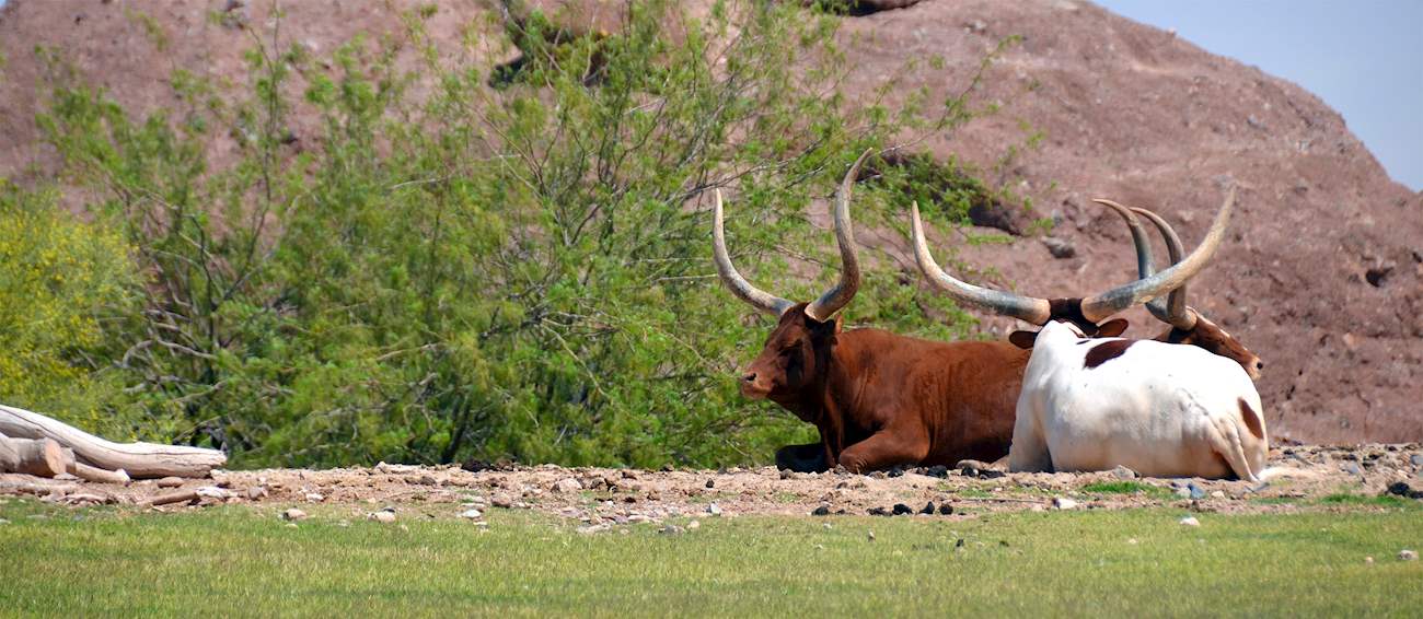 Ankole Longhorned Cattle Local Beef Cattle Breed From Mubende