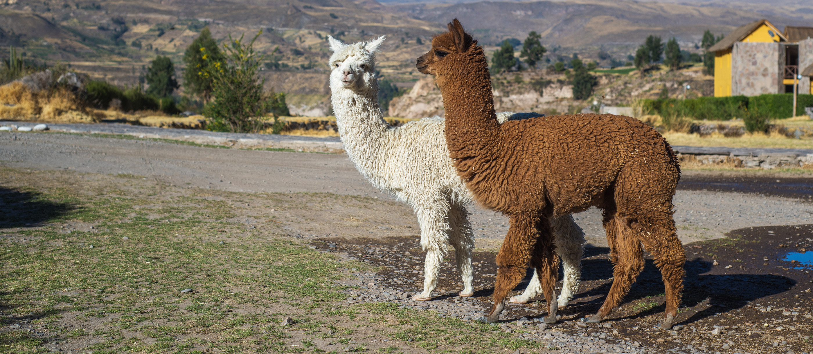 huacaya-alpaca-local-alpaca-from-peru