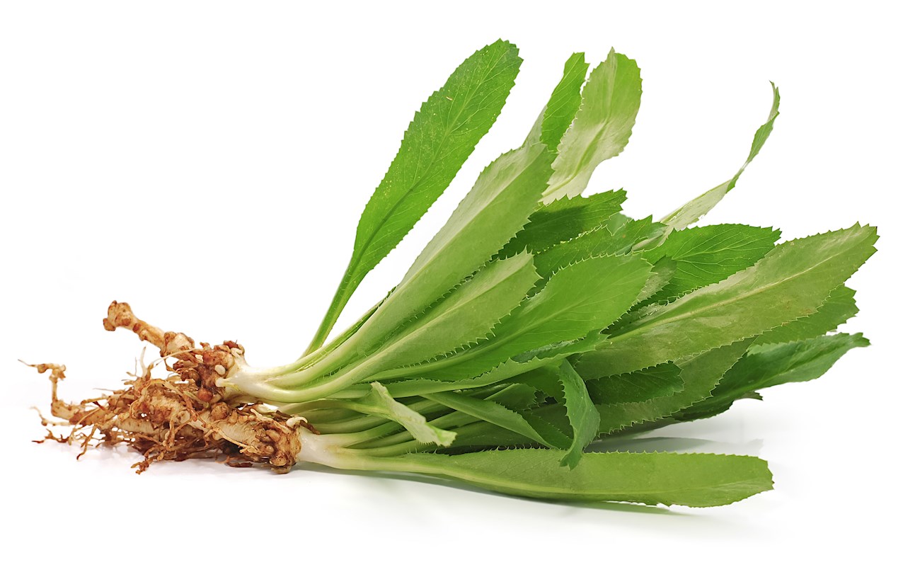 5-most-popular-south-american-herbs-tasteatlas