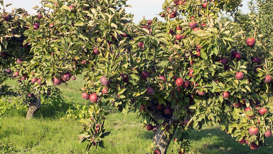 50 Most Popular North American Apples TasteAtlas